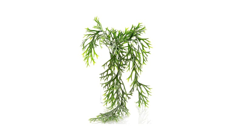 Florabelle Staghorn LV Vine Florabelle Staghorn LV Vine