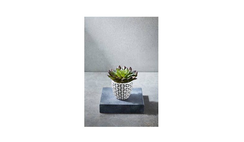 Swing Gift Echeveria in Pot-01 Swing Gift Echeveria in Pot-01