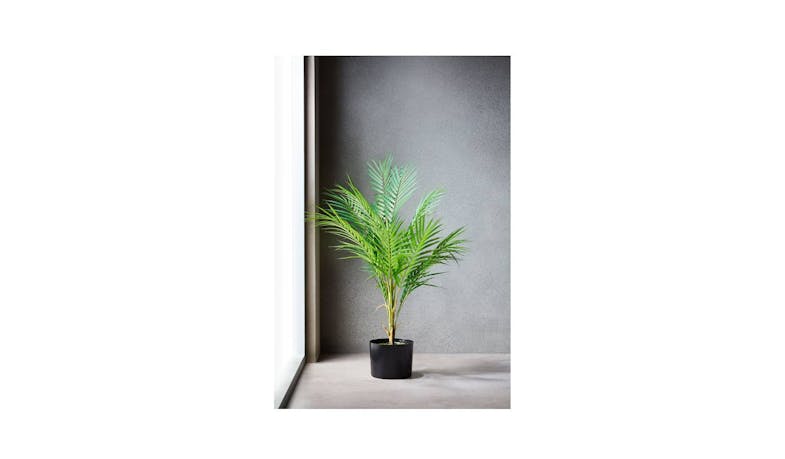 Swing Gift Palm 81cm Pot - Black-01 Swing Gift Palm 81cm Pot - Black-01