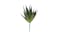 ALB Aloe Pick - Dark Green ALB Aloe Pick - Dark Green