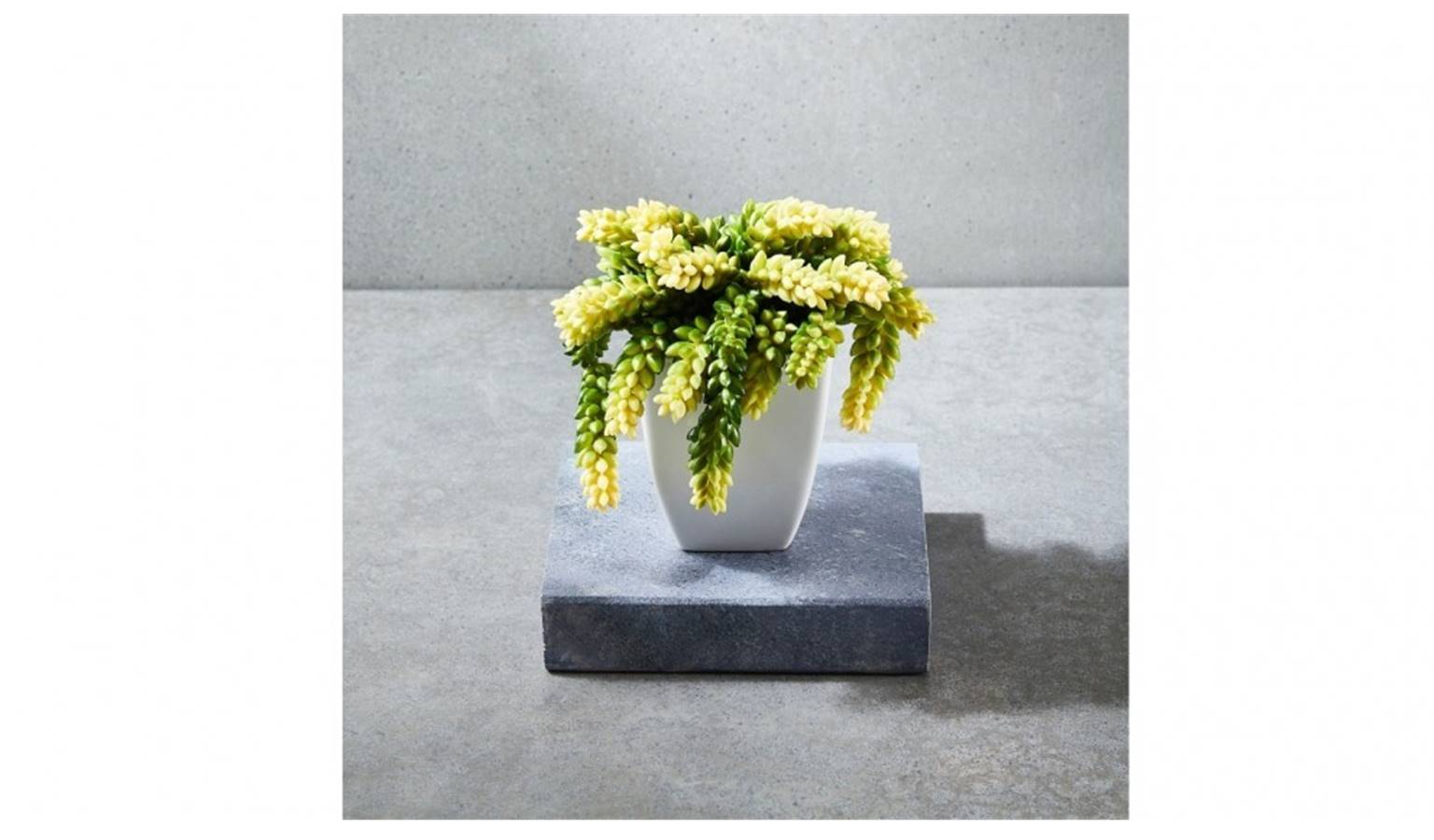 Green and Yellow Succulent In Square Pot.jpg