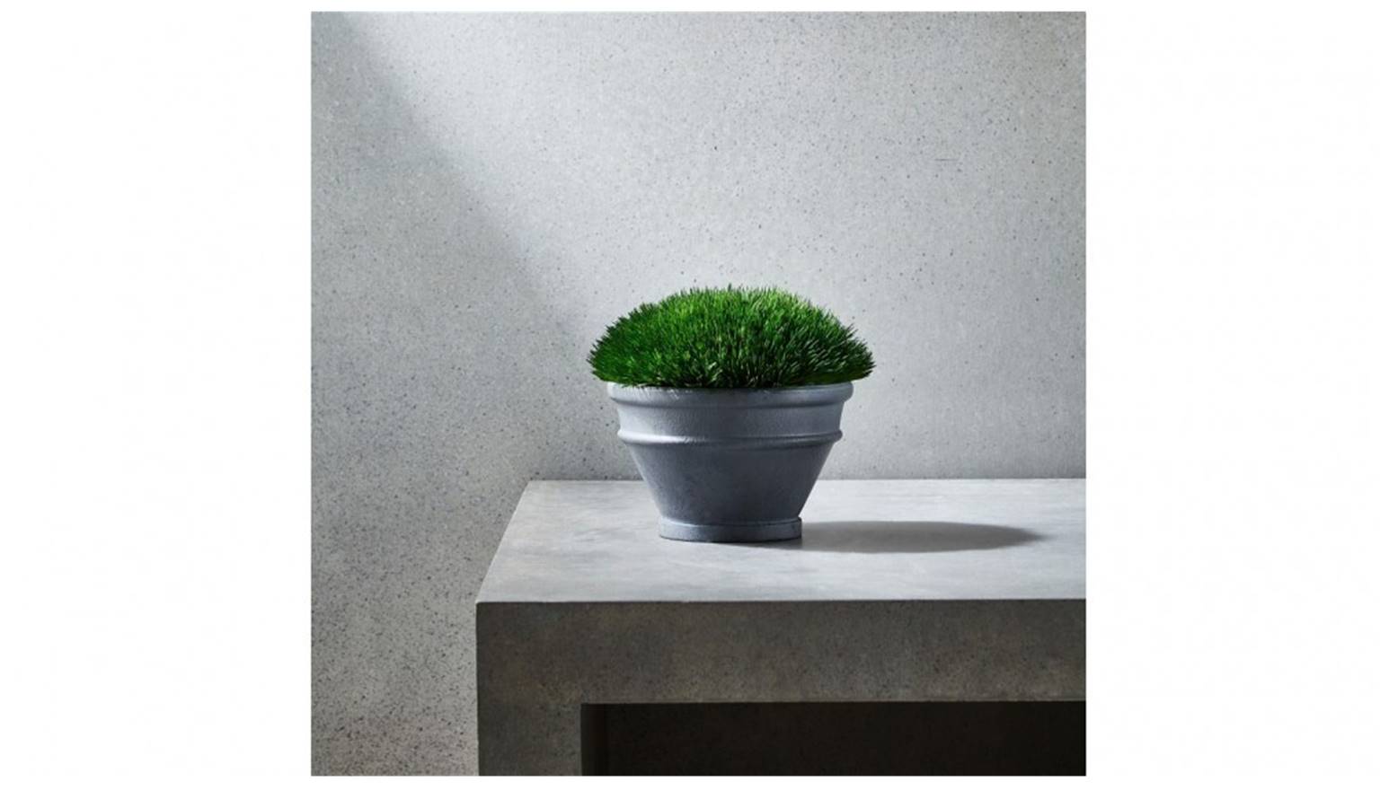 Mondo Grass Round Moss in Concrete Pot.jpg