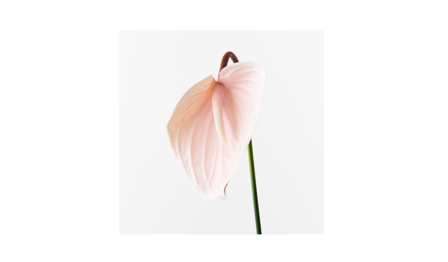 Anthurium Spray 74cm - Soft Pink