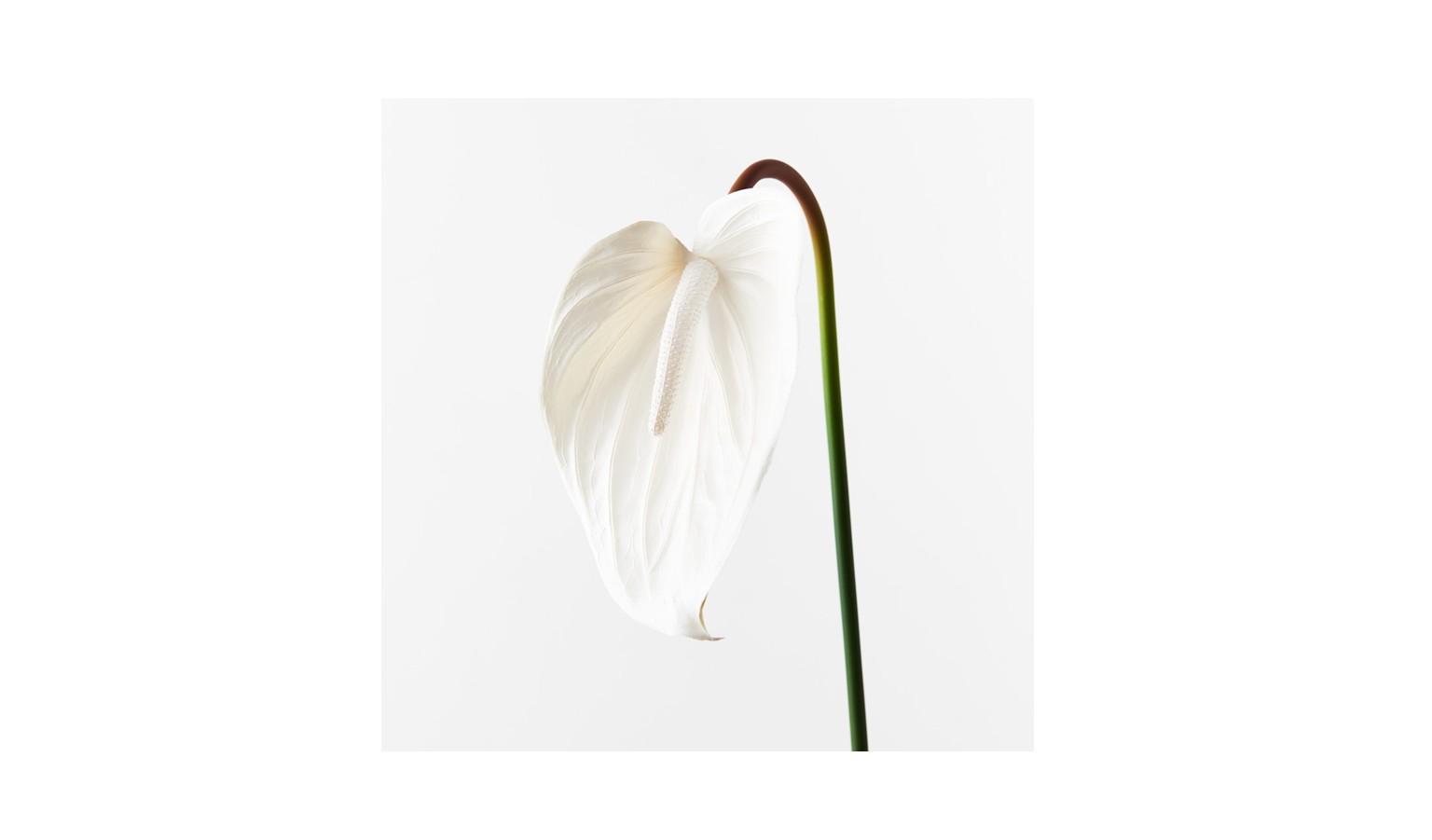 Anthurium Spray 74cm - White