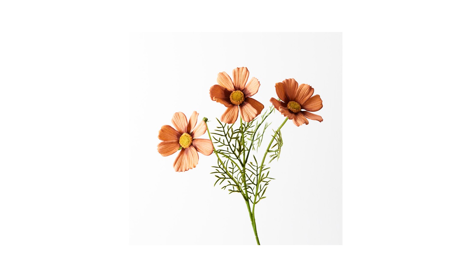 Cosmos Spray 50cm - Rust