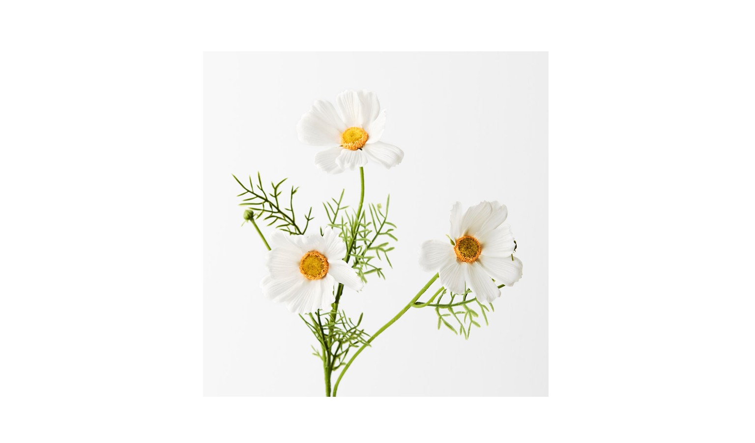 Cosmos Spray 50cm - White