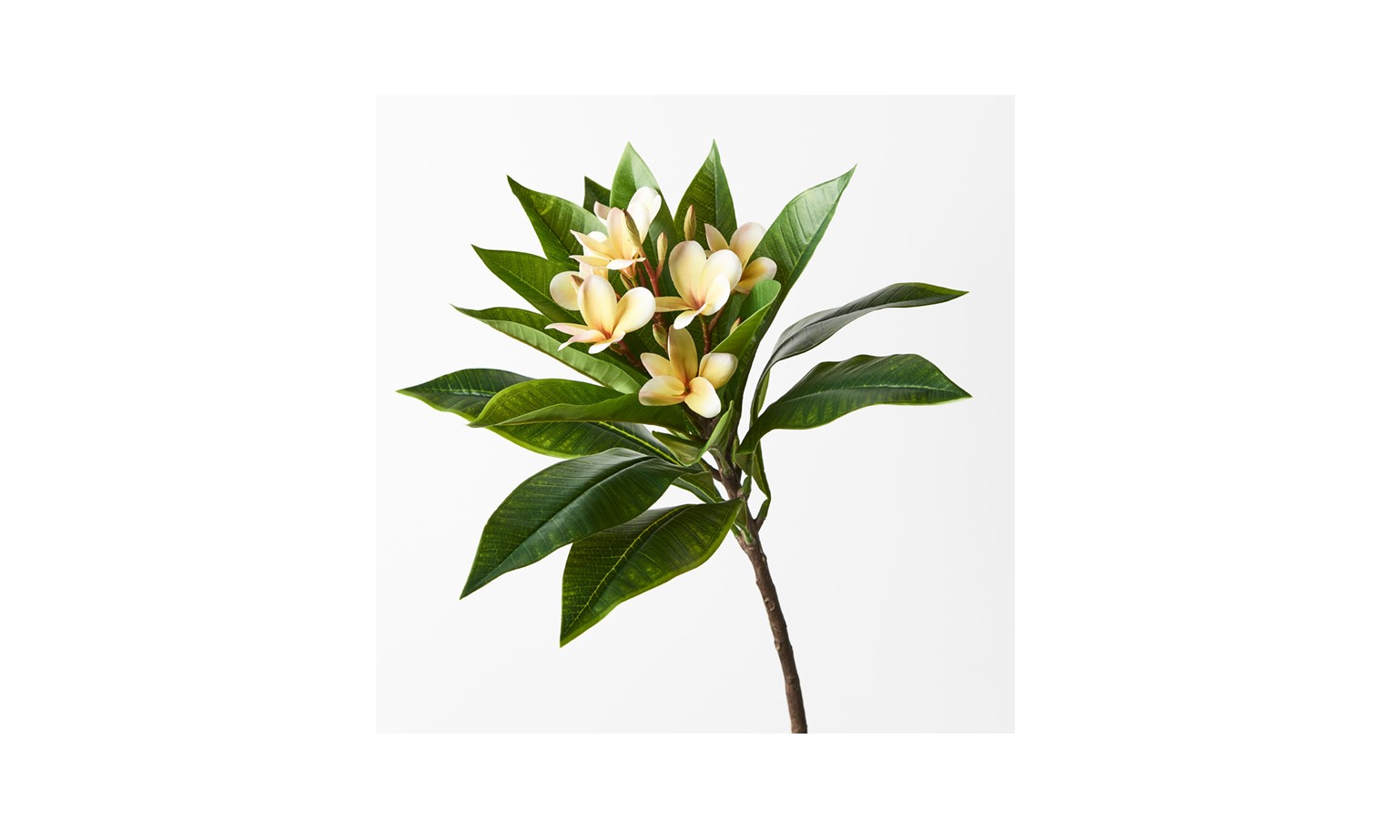 Frangipani Spray 86cm - Yellow White