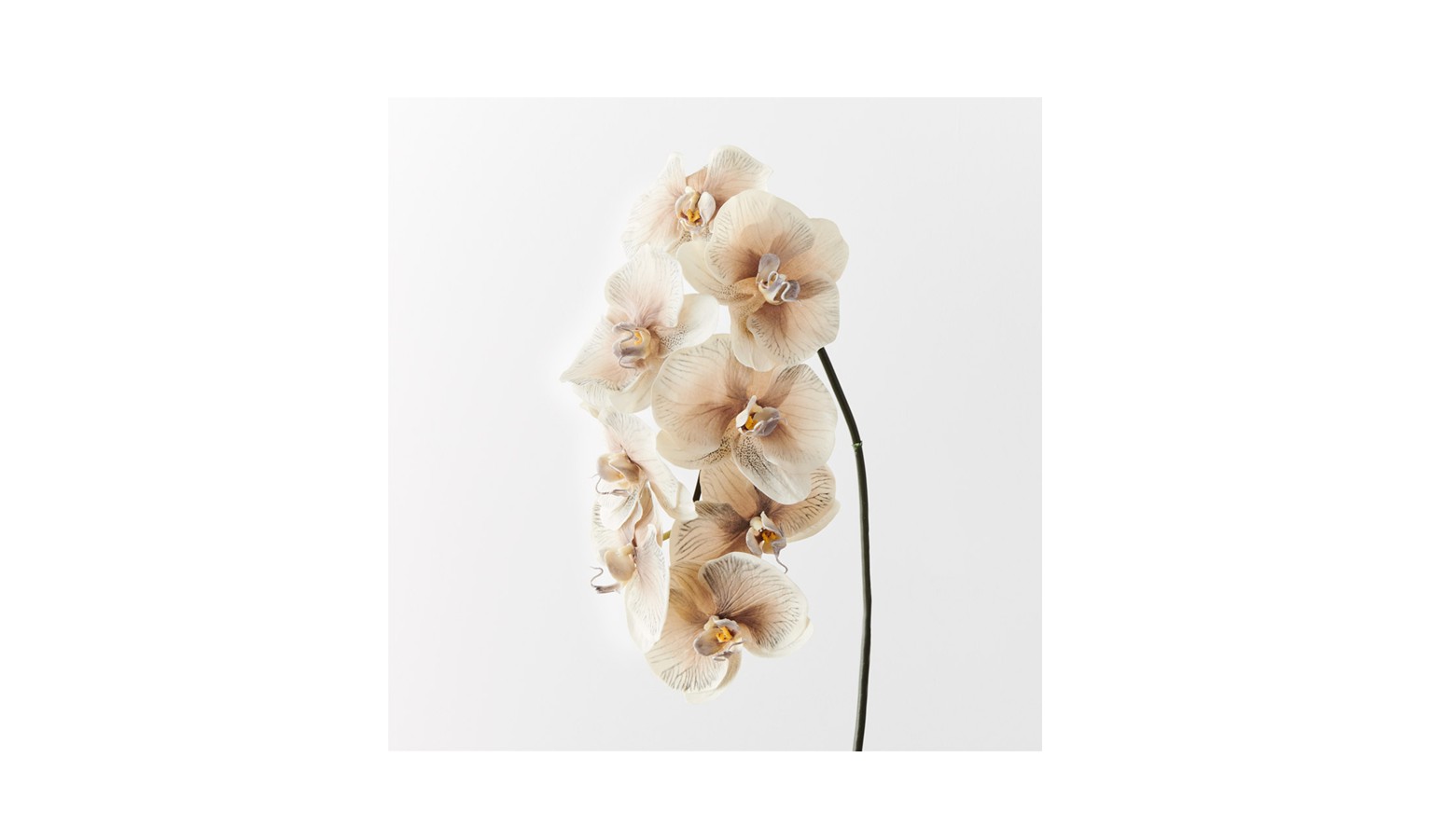 Orchid Phalaenopsis 96cm - Almond