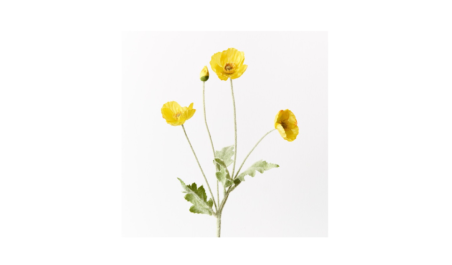 Poppy Iceland Spray 60cm - Yellow