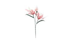 Blooming Lilys Pink (FW101P) - Main
