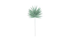 Palm Fan Sage (FW103GR) - Main