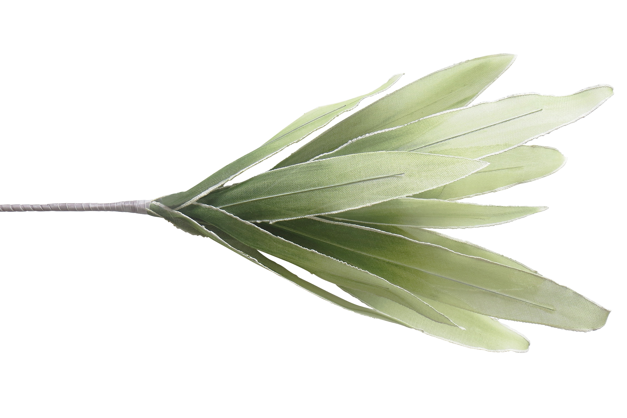 Nicholas Aloe Bunch Nicholas - 01