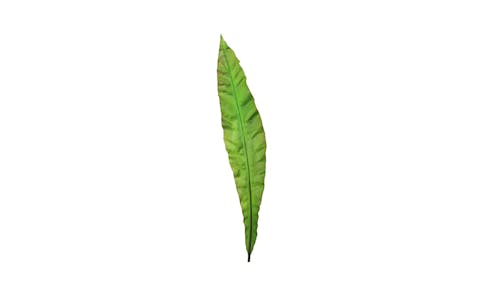 Florabelle Apista Leaf