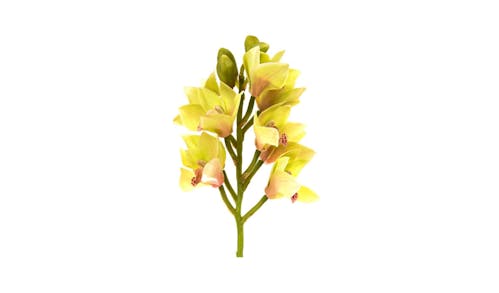 Florabelle Cymbidium Spary - Green