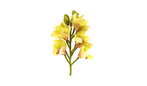 Florabelle Cymbidium Spary - Green