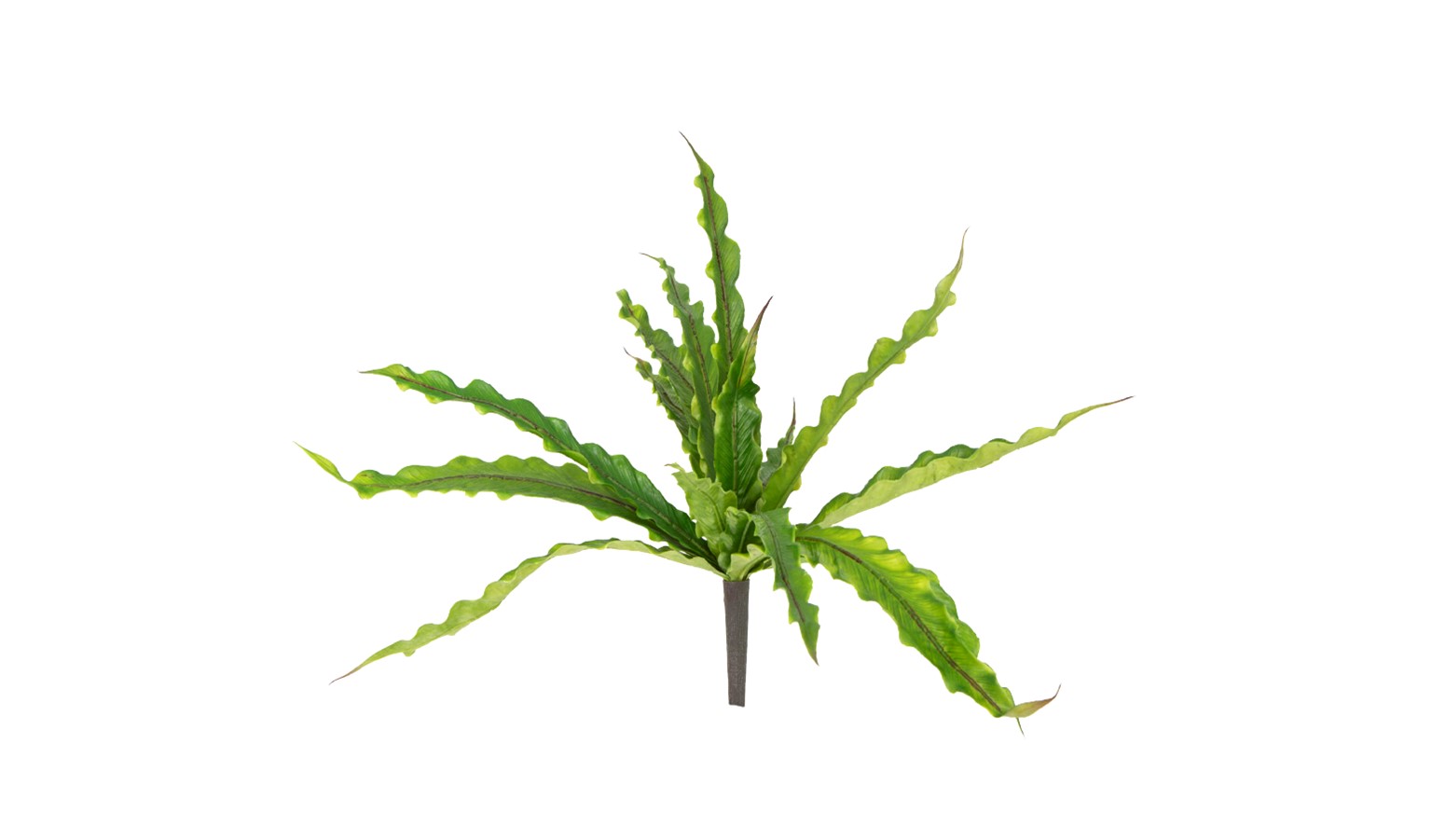 Florabelle Fern Bush