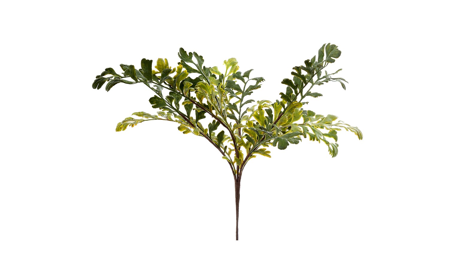 Florabelle Fern Grass Bush