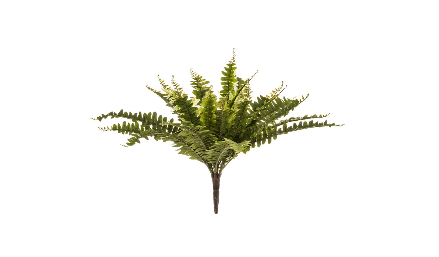Florabelle Boston Fern - Green - 01