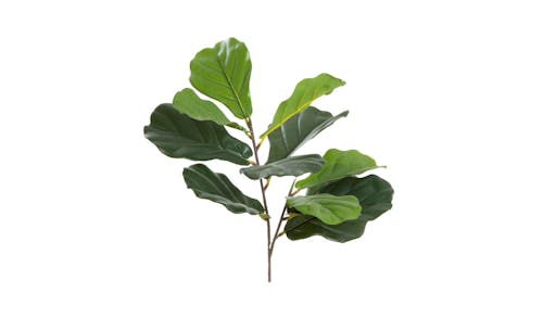 Florabelle Fiddle Leaf - Green - 01