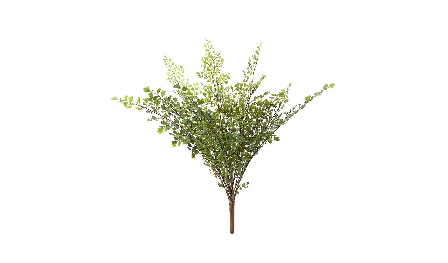 Florabelle Maiden Hair Fern
