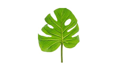 Florabelle Monstera Leaf - Green