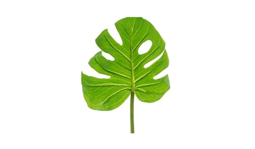 Florabelle Monstera Leaf - Green