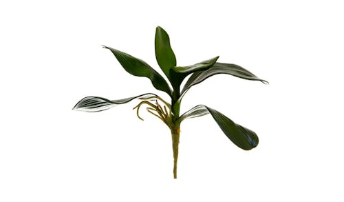 Florabelle Orchid Leaf - Green