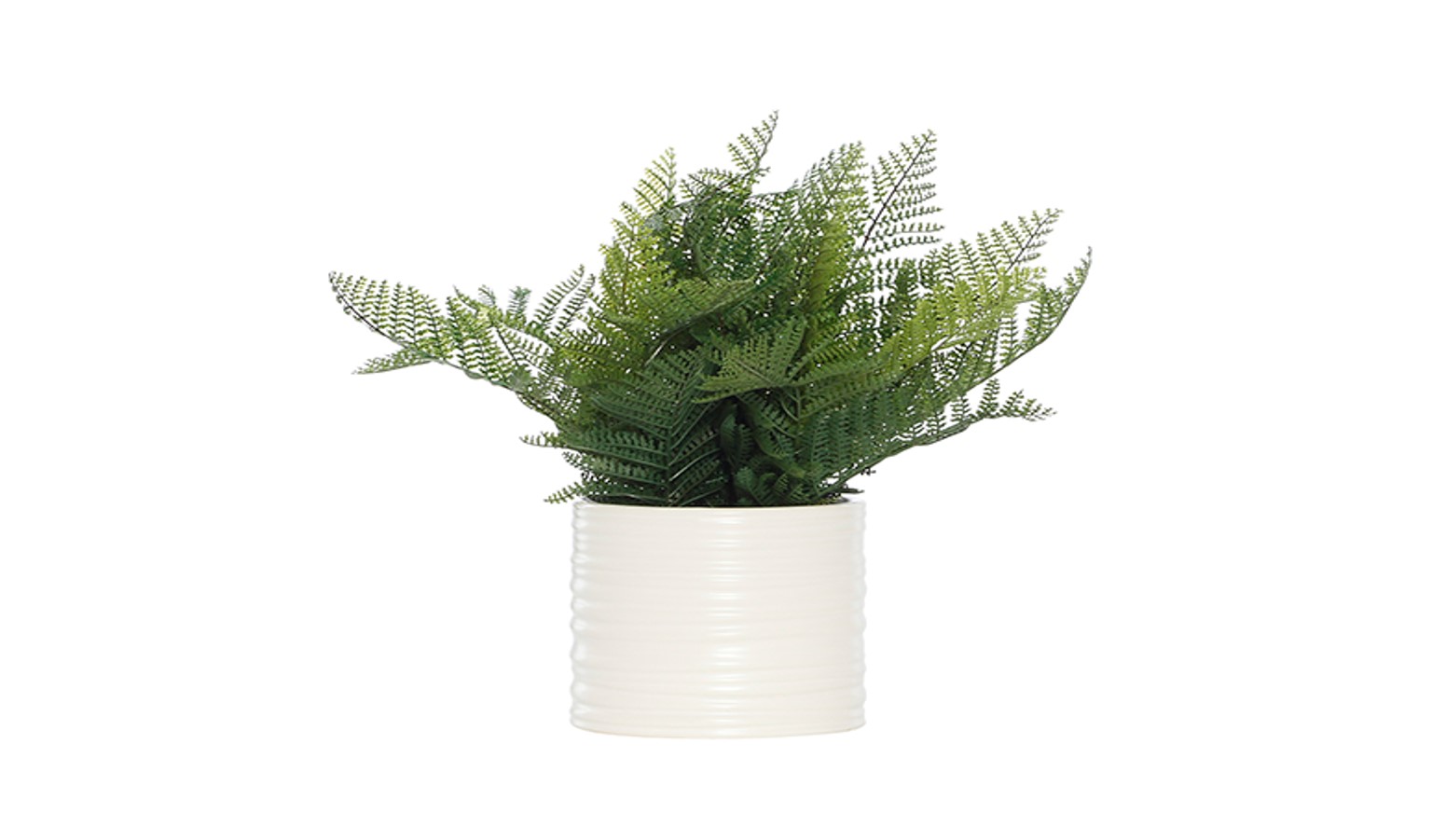 Swing Gift Austin Fern In Pot -White -01