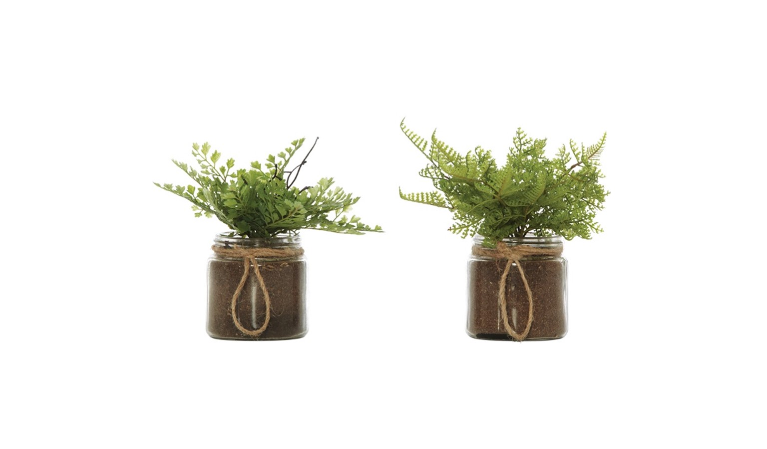 Swing Gift FERN in 2 Jars - 01