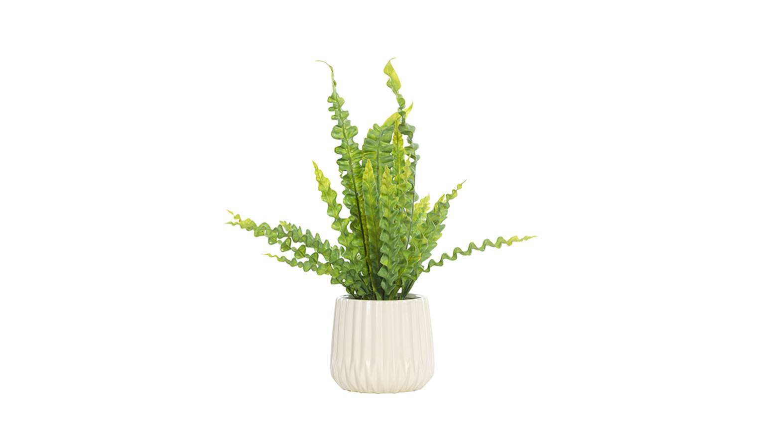 Swing Gift HARRIS GDHRVF Fern I/Wht Pot-01