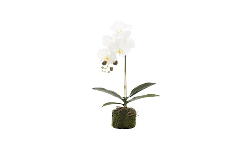 Swing Gift Tiffany Base Root Orchid - White - 01