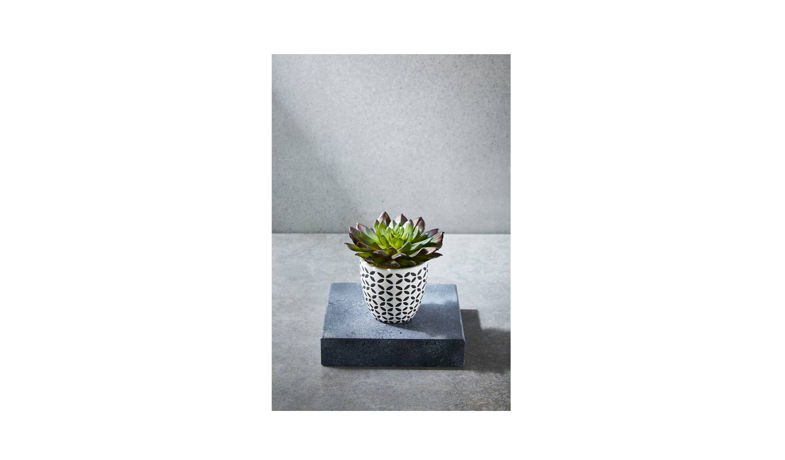 Swing Gift Echeveria in Pot-01