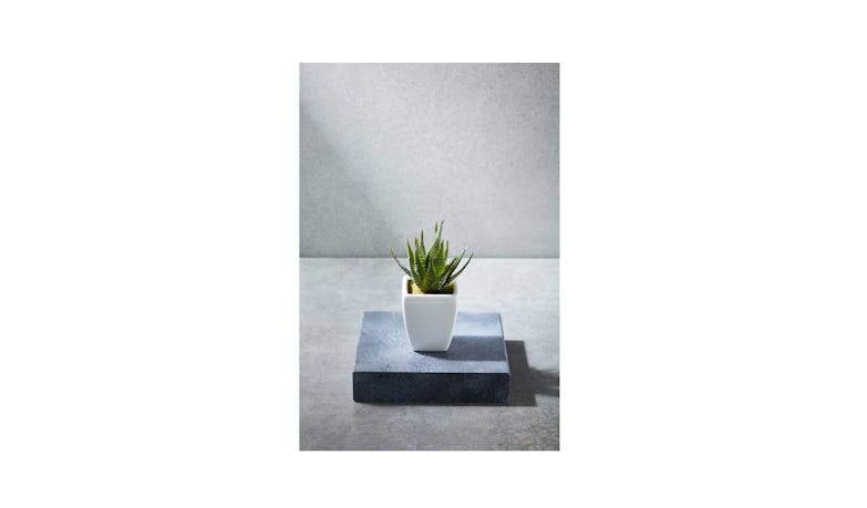 Swing Gift Mini Aloe White Sqaure Pot-02