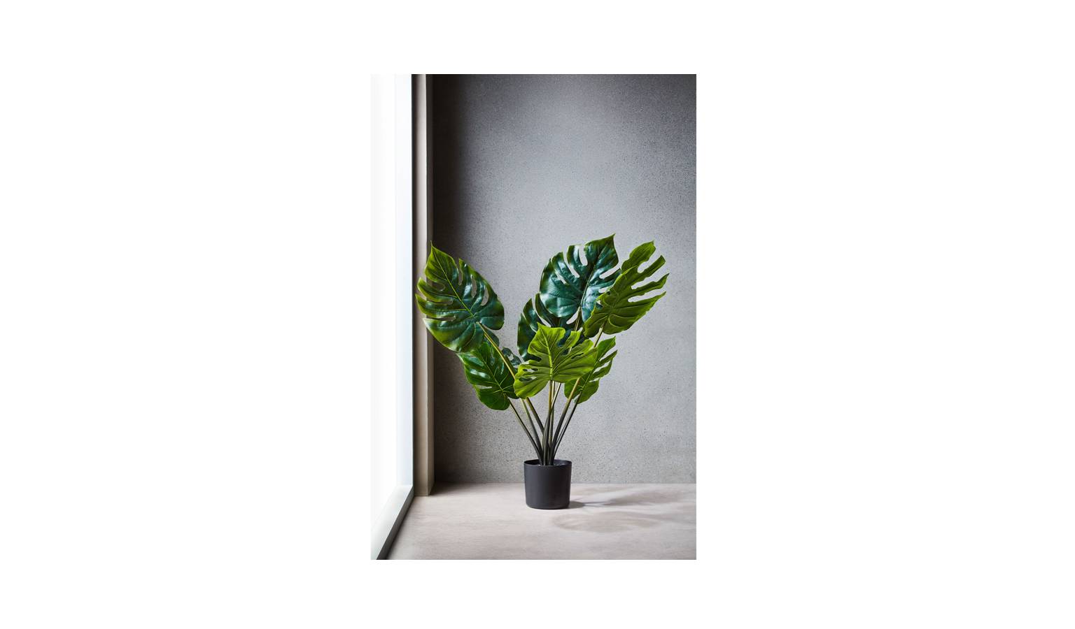 Swing Gift Potted 25