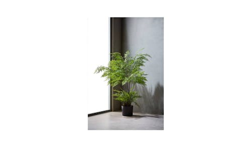 Swing Gift Potted 91cm MaidenHair-01