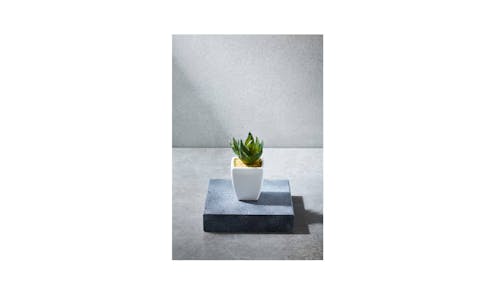 Swing Gift  Succulent White Sqaure Pot-01