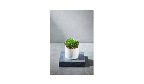 Swing Gift  Succulent in Marble Pot - Green-01