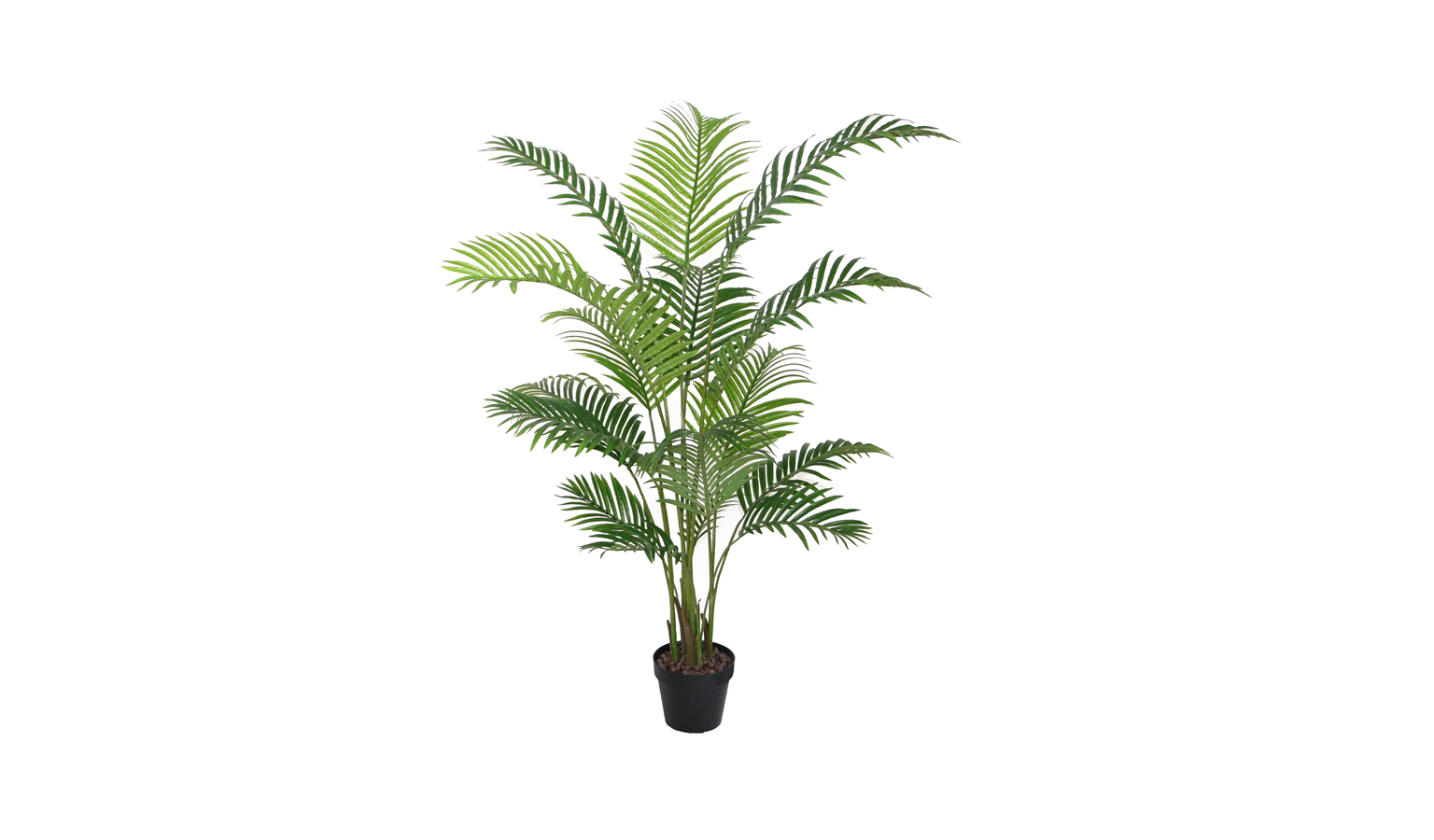 Areca Palm with Pot - 160cm