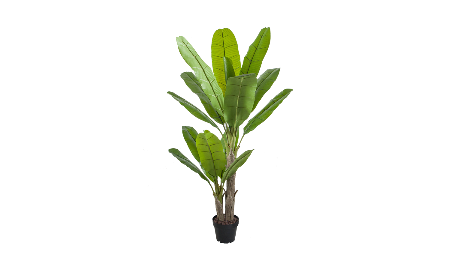 Banana Tree with Pot - 200cm