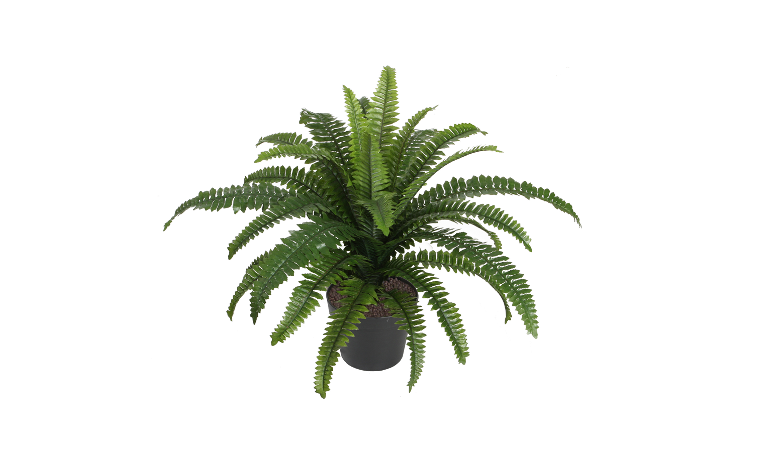 Boston Fern with Pot - 60cm