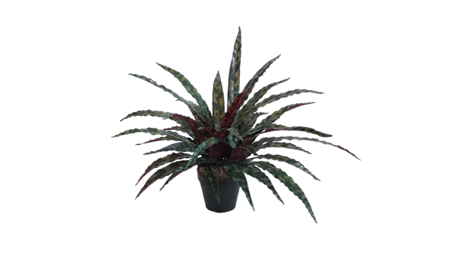 Calathea Insign with Pot - 50cm