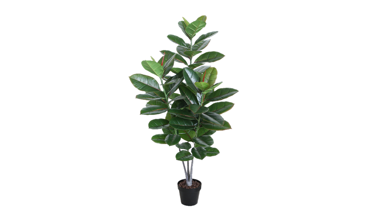 Ficus Elastica Green & Red with Pot - 130cm