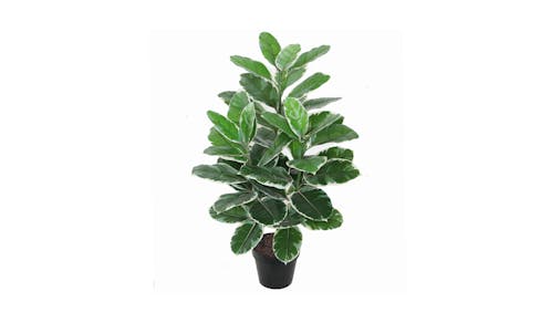 Ficus Elastica Variegated with Pot - 85cm