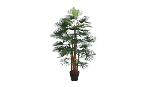 Fortunei Palm with Pot - 120cm