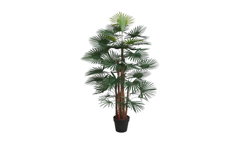 Fortunei Palm with Pot - 120cm
