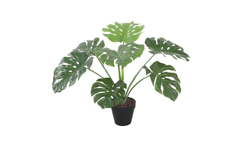 Monstera with Pot - 60cm