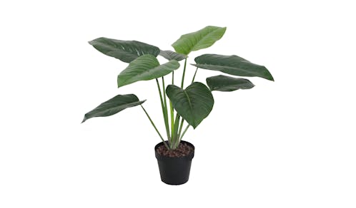 Philodendron with Pot - 60cm
