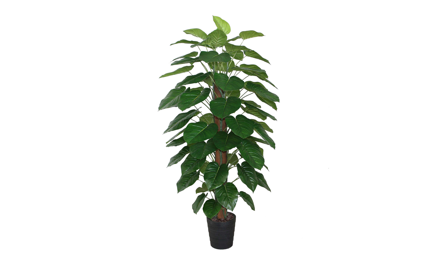 Pothos Pole with Pot - 180cm