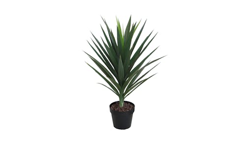 Yucca with Pot - 75cm
