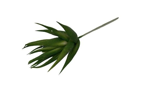 ALB Aloe Pick - Green